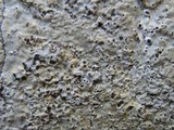 Verrucaria hochstetteri image