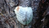 Reticularia lycoperdon image