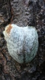 Reticularia lycoperdon image