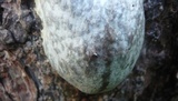 Reticularia lycoperdon image