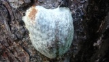 Reticularia lycoperdon image