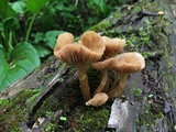 Kuehneromyces marginellus image
