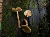 Kuehneromyces marginellus image