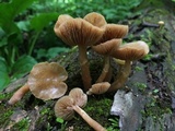 Kuehneromyces marginellus image
