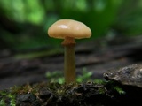 Kuehneromyces marginellus image