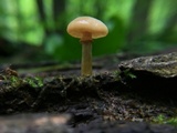 Kuehneromyces marginellus image