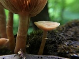 Kuehneromyces marginellus image