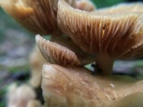 Kuehneromyces marginellus image