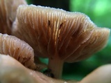 Kuehneromyces marginellus image