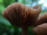 Kuehneromyces marginellus image