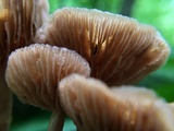 Kuehneromyces marginellus image