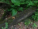 Kuehneromyces marginellus image