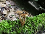 Kuehneromyces marginellus image
