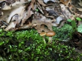 Kuehneromyces marginellus image