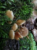 Kuehneromyces marginellus image