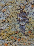 Caloplaca citrina image