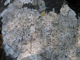 Aspicilia intermutans image