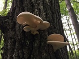 Pleurotus populinus image