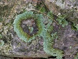 Flavoparmelia baltimorensis image