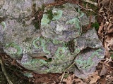Flavoparmelia baltimorensis image