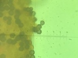 Lactarius subserifluus image