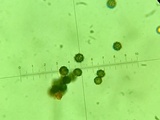 Lactarius subserifluus image