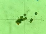 Lactarius subserifluus image