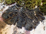 Collema subnigrescens image