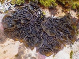 Collema subnigrescens image