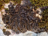 Collema subnigrescens image