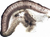 Collema subnigrescens image