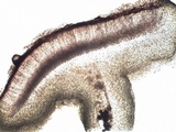 Collema subnigrescens image