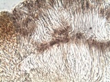 Collema subnigrescens image