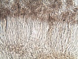 Collema subnigrescens image