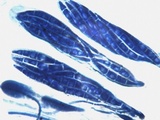 Collema subnigrescens image