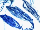 Collema subnigrescens image