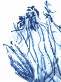 Collema subnigrescens image