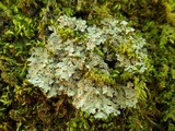 Pannaria rubiginosa image