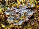 Pannaria rubiginosa image