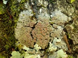 Pannaria rubiginosa image