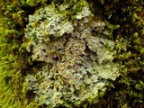 Pannaria rubiginosa image
