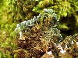 Pannaria rubiginosa image