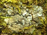 Degelia atlantica image