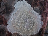 Ochrolechia parella image