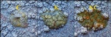 Ochrolechia parella image