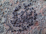 Lecanora campestris image