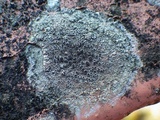 Lecanora campestris image