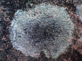 Lecanora campestris image