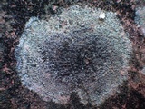 Lecanora campestris image