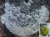 Lecanora campestris image